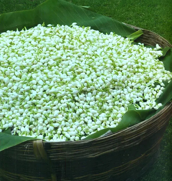 Madurai Malligai - Madurai and Its Jasmine (A Celebration)