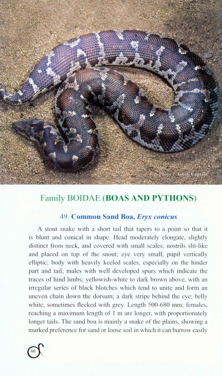 A Pictorial Handbook on Some Lizards and Snakes of Western Ghats