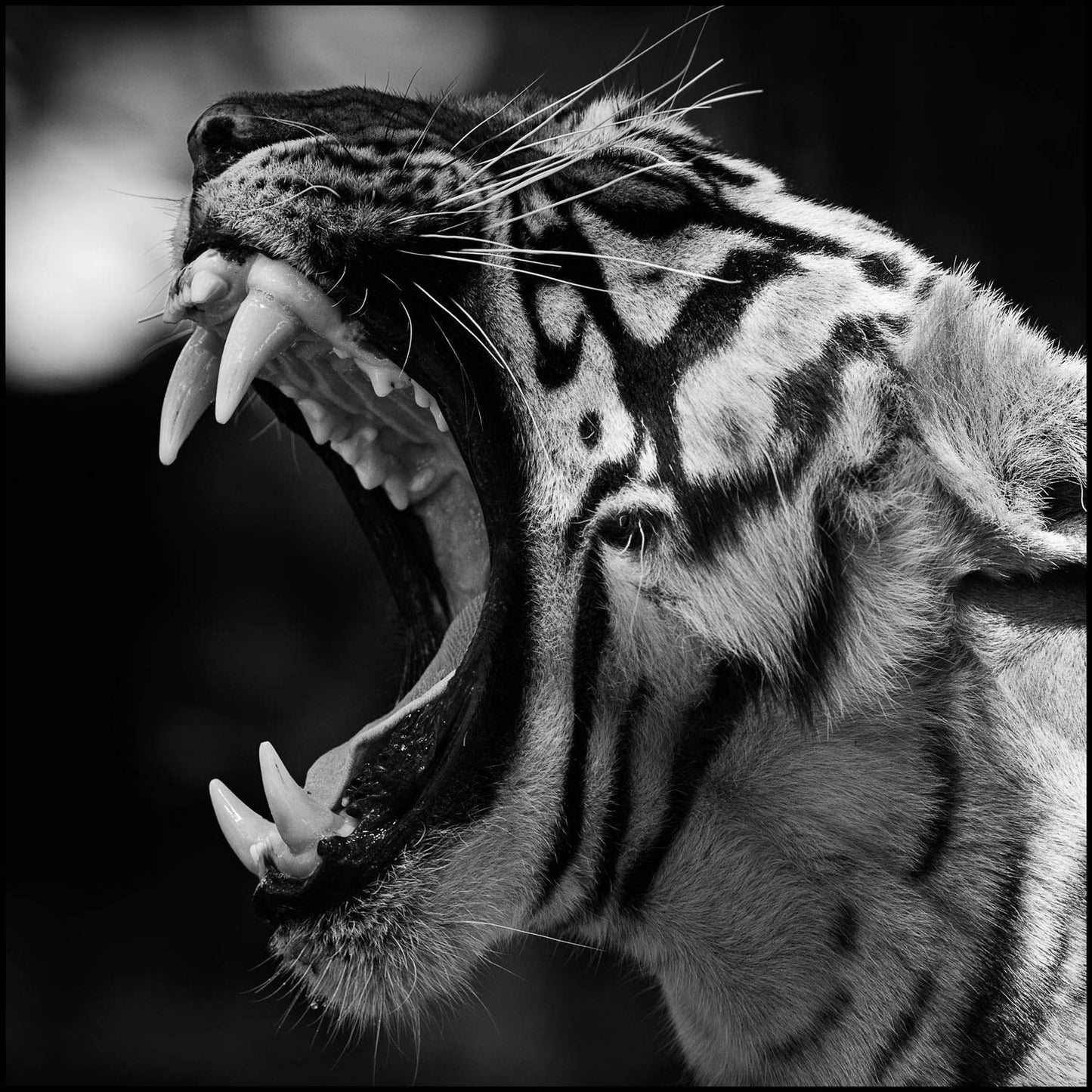 Hamir : The Fallen Prince of Ranthambore