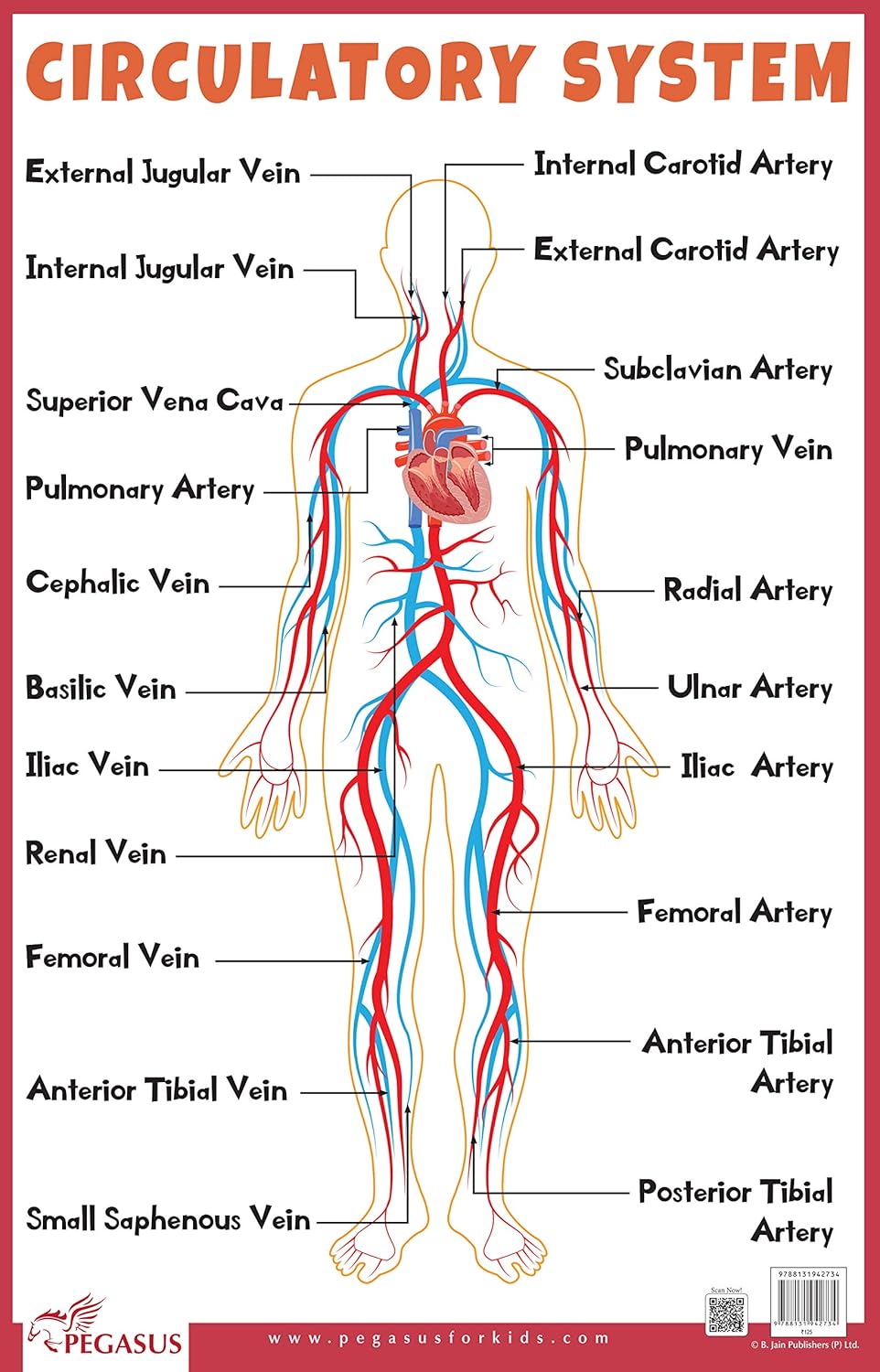 Circulatory System - Thick Laminated Primary Chart