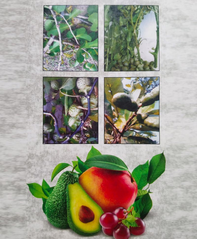 उपयोगी जड़ी बूटियां रंगीन चित्रों सहित