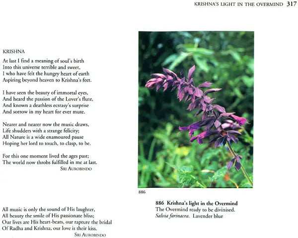 The Spiritual Significance of Flowers (Set of 2 Volumes)